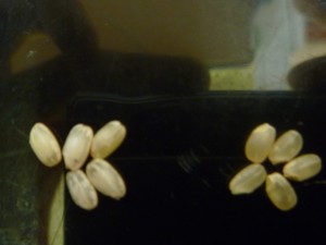 P1000753